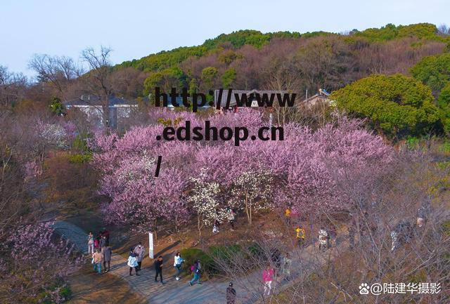 迈开腿让尝尝你的森林樱花-迈开腿让尝尝你的森林樱花动图